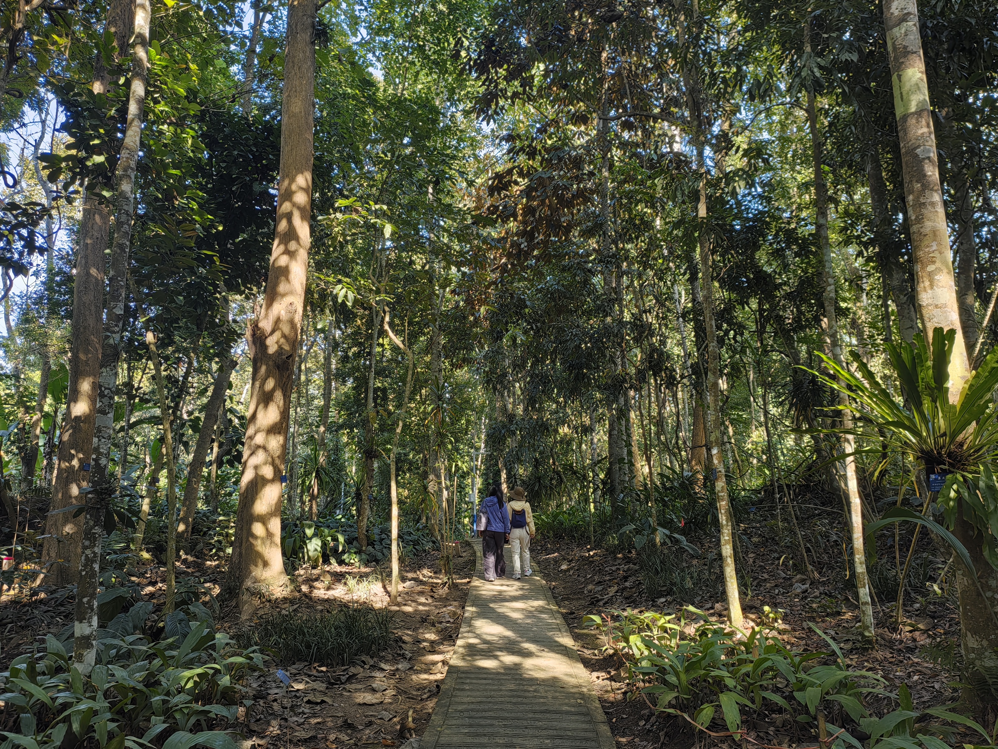 Travelers walking through tropical rainforest at Xishuangbanna Tropical Botanical Garden